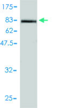 Monoclonal Anti-ICAM1 antibody produced in mouse clone 3H8-2G6, purified immunoglobulin, buffered aqueous solution