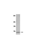 Anti-Histone H2A (acidic patch) Antibody serum, Upstate&#174;