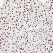 Anti-Phospho-POLR2A-S5 antibody produced in rabbit