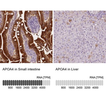 Anti-APOA4 antibody produced in rabbit Prestige Antibodies&#174; Powered by Atlas Antibodies, affinity isolated antibody, buffered aqueous glycerol solution