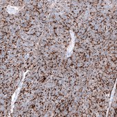 Anti-CLDN3 antibody produced in mouse Prestige Antibodies&#174; Powered by Atlas Antibodies, clone CL13130, purified by using Protein A, buffered aqueous glycerol solution