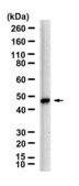 Anti-CD209 Antibody, clone 4B5 ZooMAb&#174; Rabbit Monoclonal recombinant, expressed in HEK 293 cells