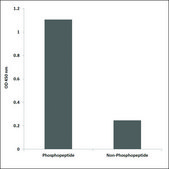 Anti-phospho-TR-&#946;1 (pSer142) antibody produced in rabbit affinity isolated antibody