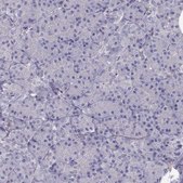 Anti-VAV1 antibody produced in rabbit Prestige Antibodies&#174; Powered by Atlas Antibodies, affinity isolated antibody, buffered aqueous glycerol solution