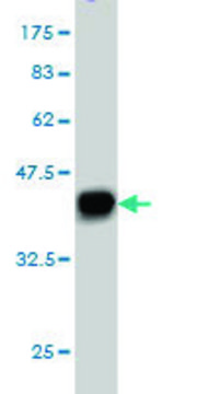 Monoclonal Anti-PUM2 antibody produced in mouse clone 1C8, purified immunoglobulin, buffered aqueous solution