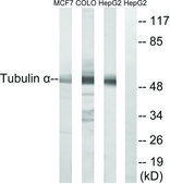 Anti-Tubulin &#945; antibody produced in rabbit affinity isolated antibody