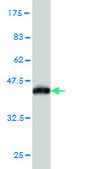 Monoclonal Anti-MYLK antibody produced in mouse clone 1D1, purified immunoglobulin, buffered aqueous solution