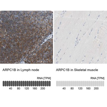Anti-ARPC1B antibody produced in rabbit Prestige Antibodies&#174; Powered by Atlas Antibodies, affinity isolated antibody, buffered aqueous glycerol solution
