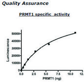 PRMT1 Active human recombinant, expressed in baculovirus infected insect cells, &#8805;70% (SDS-PAGE)
