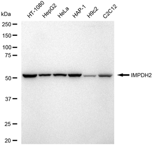 Anti IMPDH2 Antibody, clone 23GB6670, Rabbit Monoclonal clone 23GB6670, recombinant rabbit monoclonal, expressed in HEK293 cells