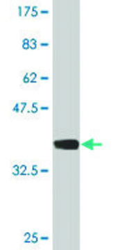 Monoclonal Anti-SPAG6 antibody produced in mouse clone 3E3, purified immunoglobulin, buffered aqueous solution