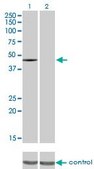 Monoclonal Anti-CSK antibody produced in mouse clone 3A3, purified immunoglobulin, buffered aqueous solution