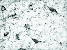 Anti-Dopamine Transporter (N-terminal) antibody produced in rabbit ~1.0&#160;mg/mL, affinity isolated antibody, buffered aqueous solution