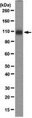 Anti-GluR1-NT (NT) Antibody, clone RH95 clone RH95, from mouse