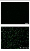 Anti-NS1 antibody produced in rabbit affinity isolated antibody, buffered aqueous solution