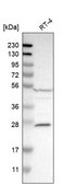 Anti-CASP10 antibody produced in rabbit Prestige Antibodies&#174; Powered by Atlas Antibodies, affinity isolated antibody, buffered aqueous glycerol solution