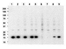 ChIPAb+ Dimethyl-Histone H3 (Lys9) - ChIP Validated Antibody and Primer Set serum, from rabbit