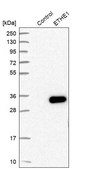 Anti-ETHE1 antibody produced in rabbit Prestige Antibodies&#174; Powered by Atlas Antibodies, affinity isolated antibody, buffered aqueous glycerol solution, ab1