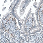 Monoclonal Anti-ITGB4 antibody produced in mouse Prestige Antibodies&#174; Powered by Atlas Antibodies, clone CL6972, purified immunoglobulin, buffered aqueous glycerol solution