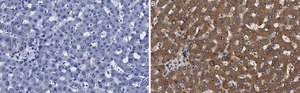Anti-Transferrin Antibody, clone 2B8 , ZooMAb&#174; Rabbit Monoclonal recombinant, expressed in HEK 293 cells