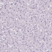 Anti-POPDC2 antibody produced in rabbit Prestige Antibodies&#174; Powered by Atlas Antibodies, affinity isolated antibody, buffered aqueous glycerol solution