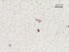 Anti-IDO (Indoleamine 2,3-Dioxygenase) Antibody, clone 10.1 clone 10.1, Upstate&#174;, from mouse
