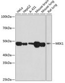 Anti-MEK1 antibody produced in rabbit