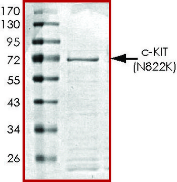 c-KIT (N822K), active, GST tagged human PRECISIO&#174;, recombinant, expressed in baculovirus infected Sf9 cells, &#8805;70% (SDS-PAGE), buffered aqueous glycerol solution