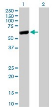 Monoclonal Anti-LAP3 antibody produced in mouse clone 4G10, purified immunoglobulin, buffered aqueous solution
