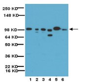 Anti-MMP-9 Antibody, Catalytic domain Chemicon&#174;, from rabbit