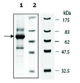 PDGFRb active human recombinant, expressed in baculovirus infected Sf9 cells, &#8805;70% (SDS-PAGE)
