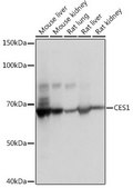 Anti-CES1 antibody produced in rabbit