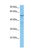 Anti-SRC antibody produced in rabbit affinity isolated antibody