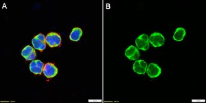 Anti-c-Rel Antibody, clone 4G9 ZooMAb&#174; Rabbit Monoclonal recombinant, expressed in HEK 293 cells