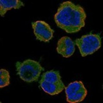 Anti-TNFSF13B antibody produced in rabbit Prestige Antibodies&#174; Powered by Atlas Antibodies, affinity isolated antibody, buffered aqueous glycerol solution