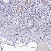 Anti-NPY antibody produced in rabbit Prestige Antibodies&#174; Powered by Atlas Antibodies, affinity isolated antibody, buffered aqueous glycerol solution