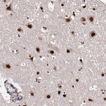 Anti-CECR2 antibody produced in rabbit Prestige Antibodies&#174; Powered by Atlas Antibodies, affinity isolated antibody, buffered aqueous glycerol solution