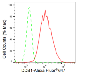 KD-Validated Anti DDB1 Antibody, clone 23GB2265, Rabbit Monoclonal clone 23GB2265, recombinant rabbit monoclonal, expressed in HEK293 cells