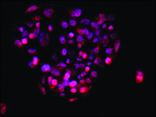 Anti-TDP-43 (C-terminal) antibody produced in rabbit ~1.0&#160;mg/mL, affinity isolated antibody, buffered aqueous solution