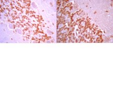 Anti-Galanin Antibody serum, from rabbit