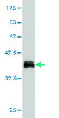 Monoclonal Anti-CALCOCO2, (C-terminal) antibody produced in mouse clone 1A11, purified immunoglobulin, buffered aqueous solution