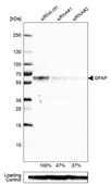 Monoclonal Anti-GFAP antibody produced in mouse Prestige Antibodies® Powered by Atlas Antibodies, clone CL2713, purified immunoglobulin, buffered aqueous glycerol solution