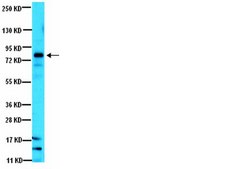 Anti-Notch 1 Antibody, NT serum, from rabbit