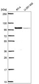Anti-Ifi16 Antibody Produced In Rabbit Prestige Antibodies&#174; Powered by Atlas Antibodies, affinity isolated antibody, buffered aqueous glycerol solution