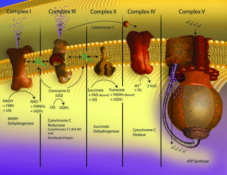 Cytochrome c from pigeon breast muscle &#8805;95% based on Mol.&#160;Wt.&#160;12,173 basis