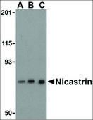Anti-Nicastrin (ab1) antibody produced in rabbit IgG fraction of antiserum, buffered aqueous solution