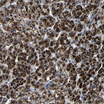 Anti-CA5B antibody produced in rabbit Prestige Antibodies&#174; Powered by Atlas Antibodies, affinity isolated antibody, buffered aqueous glycerol solution