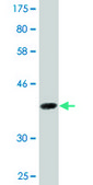 Monoclonal Anti-DAZAP1, (C-terminal) antibody produced in mouse clone 2F6, purified immunoglobulin, buffered aqueous solution