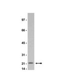Anti-p21/WAF1/Cip1 Antibody, clone CP74 clone CP74, Upstate&#174;, from mouse
