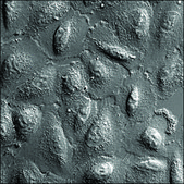 A549 Cells GFP-STAT1